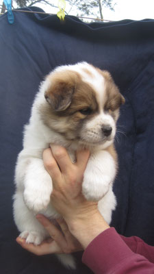 Bailey mit 5 Wochen am 21.04.2021
