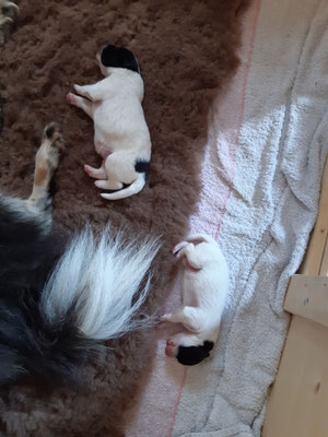 Bolle (der Dickste) und Bonnie (die Kleinste) am 18.03.2021