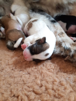 Bailey am 16.03.2021