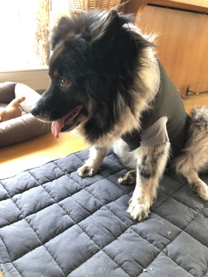 Karo zuhause, nach der OP am 11.04.2024