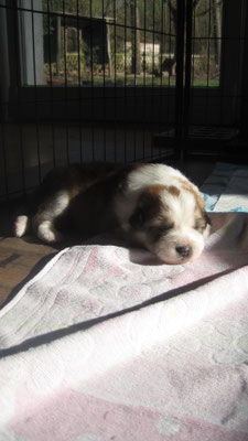 Balou, 01.04.2021