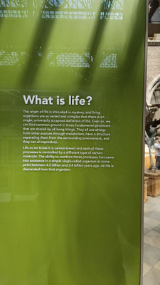 OXford Naturkundemuseum