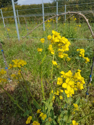 Begrünung im Weinberg