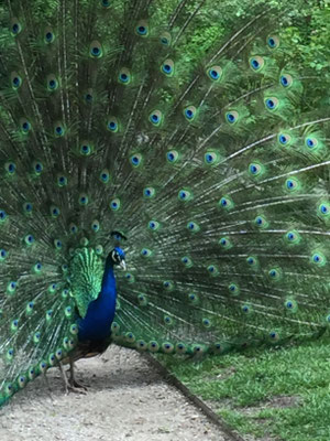 Pfau
