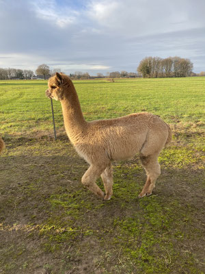 FTA Chestnut, Januar 2020