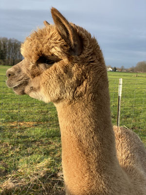 FTA Chestnut, Januar 2020