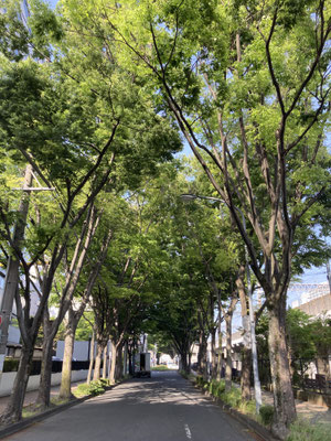 静岡　街路樹の緑も濃さを増して
