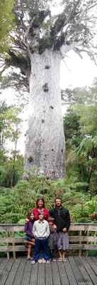 Tane, le plus vieux kauri