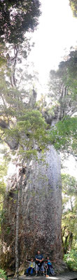 Kauri très vieux