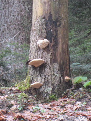 Natur, Baum mit Pilzen