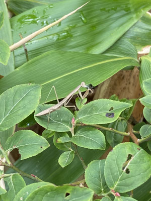 可愛いサイズのカマキリ発見(@_@)お食事中((+_+))