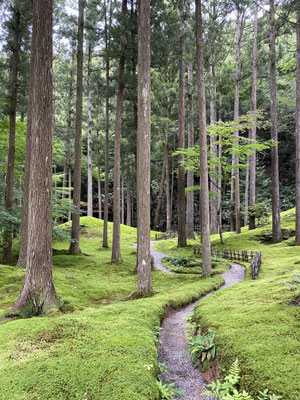 杉並木の間に続く苔の道