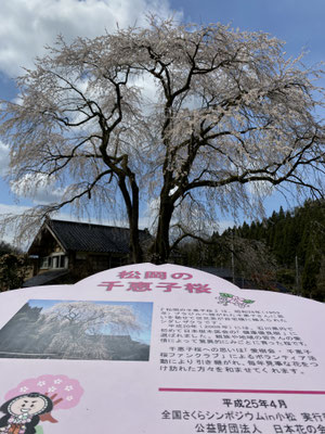 小松市松岡町の千恵子桜🌸