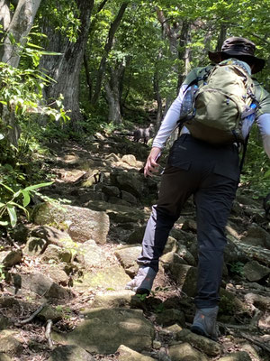 カモシカと遭遇