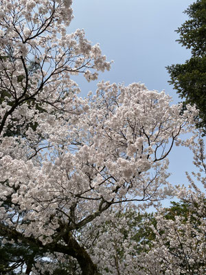 満開の桜🌸