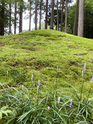 苔の丘とお花