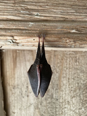 Kleine Hufeisennasenfledermaus schlafend