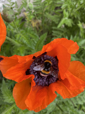 Erdhummel