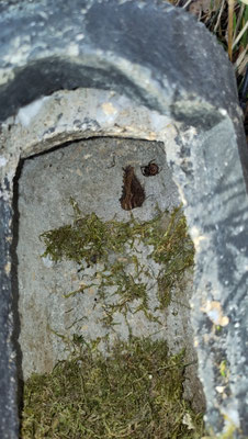 Schmetterling Foto: NABU/I.Bücker