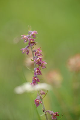 Braun-rote Stendelwurz (Epipactis atrorubens)