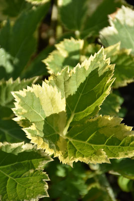 Peucedanum ostruthium Daphnis