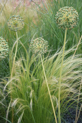 Stipa mit Allium