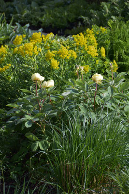 Paeonia mlokosewitchii mit Euphorbia palustris