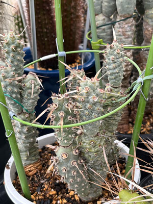 テフロカクタスの部屋 - tephrocactus ページ！