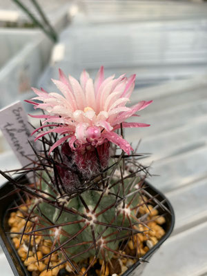 花サボテンの部屋 Tephrocactus ページ