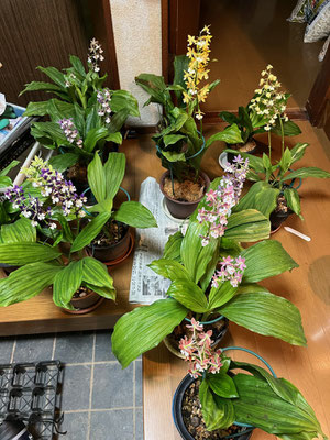 花サボテンの部屋 - tephrocactus ページ! 花サボテンの部屋 - tephrocactus ページ!