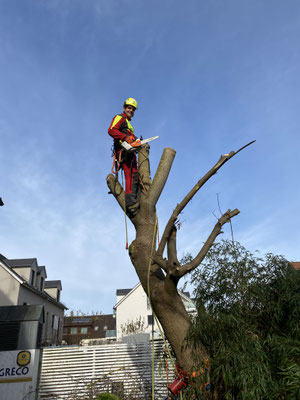 Fällung eines Walnussbaumes