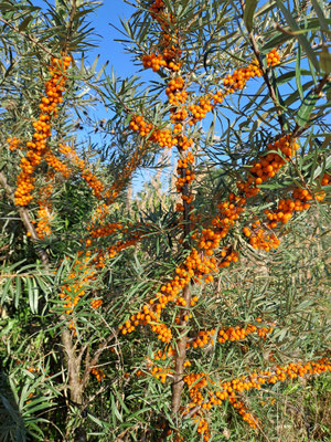Vitamin-C-Quelle Sanddorn: REWISA Alpen-Sanddorn in der essbaren artenreichen Hecke