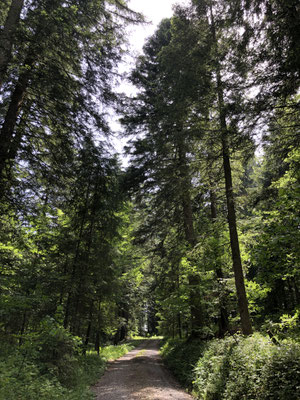 Durch den Allmeindwald zum Loosernwald