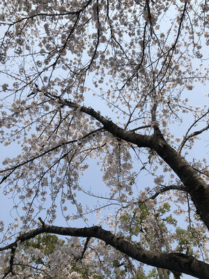 大元公園　桜