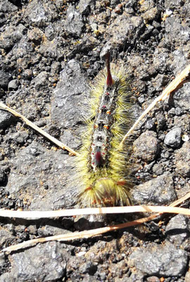 Calliteara fortunata Raupe Ines Dietrich