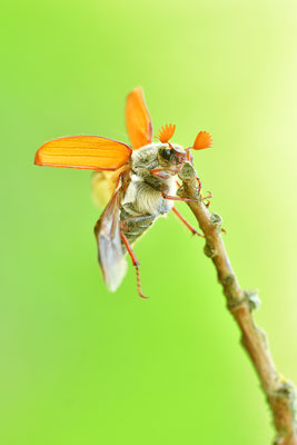 Maikäfer