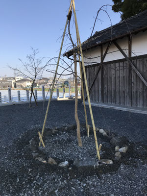 シダレザクラ（植樹時）