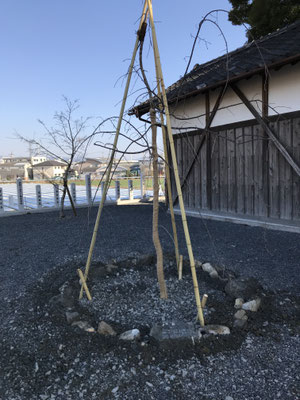 シダレザクラ（植樹時）