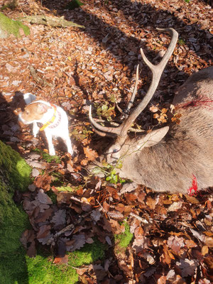 Elsa hat einen Hirsch zum Stand getrieben 