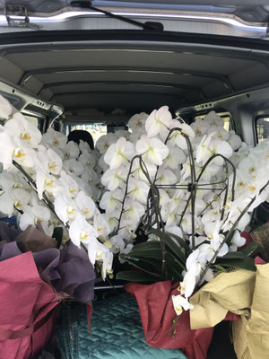 お花の回収屋さん お花の回収屋さん は名古屋で胡蝶蘭の引き取り回収処分を行っています お値打ち 丁寧 名古屋の軽貨物ならジャパンベストサービス