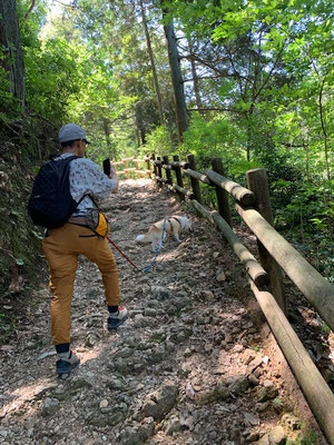 山林をずんずん登ります　犬は嬉しそう