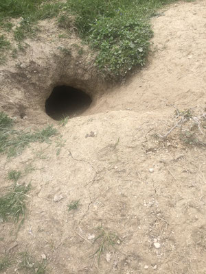 Sett with large spoil heaps