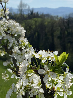 Kirschblüte