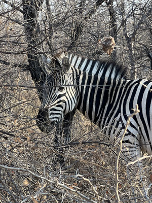 Bild: Zebra