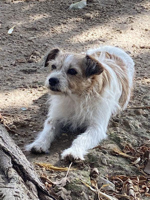 Süßer Hund