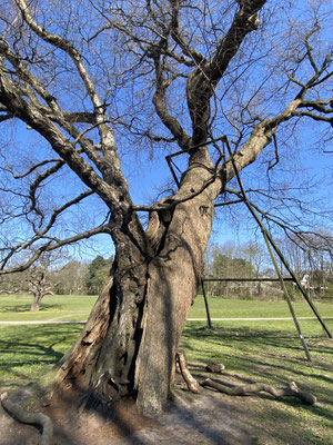 Bild: Baum mit einer besonderen Liaison