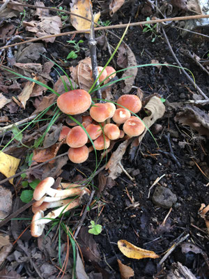 天然のキノコ ふくろう山荘 天然のキノコ ふくろう山荘
