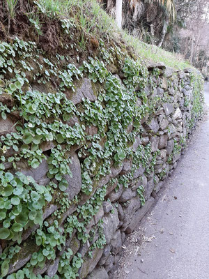 Mur de pierres sèches (ancienne tradition du lieu) avec (plante) Umbilicus rupestris - communément appelé le nombril de Vénus