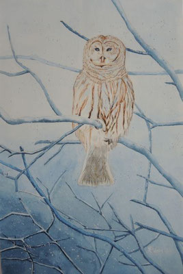 Eule im Schnee - 31,5x48,5 cm