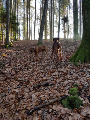 dating match nyon älteres mädchen aus greifensee